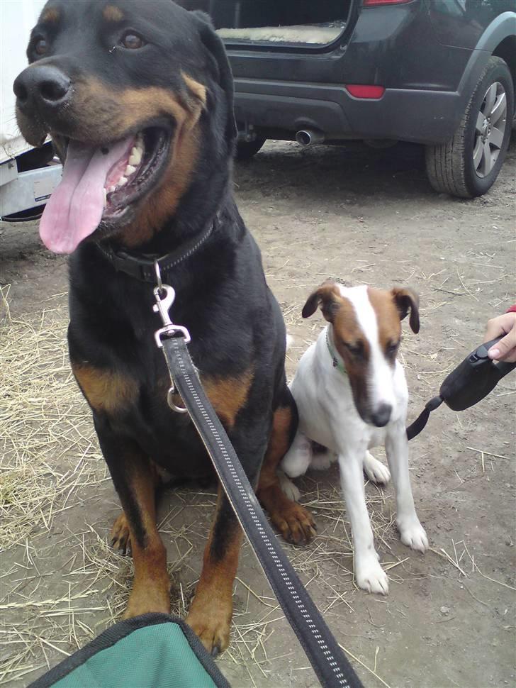 Glathåret foxterrier Rocky - vores tog dejlige drenge billede 5