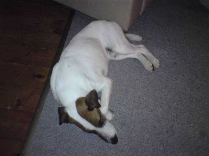 Glathåret foxterrier Rocky - pu det er hårt at lege med storebror billede 6