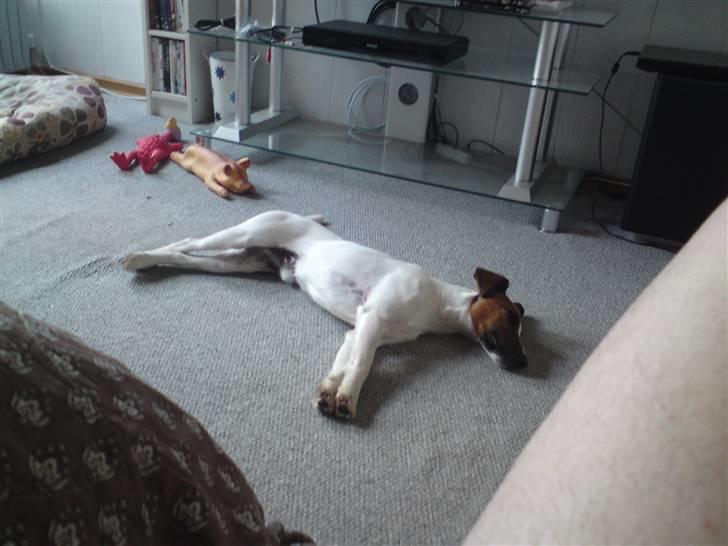 Glathåret foxterrier Rocky - Foxingdane Let´s Rock The World efter at man har været med mor til springstævne(hest) billede 7