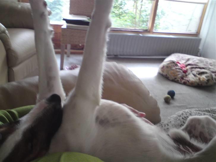 Glathåret foxterrier Rocky - det er  hårdt at være ved stranden billede 8