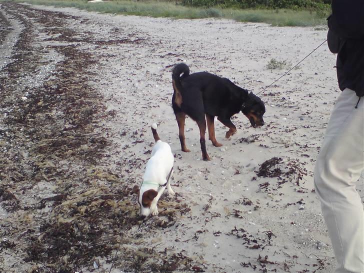 Glathåret foxterrier Rocky - første strandtur billede 9