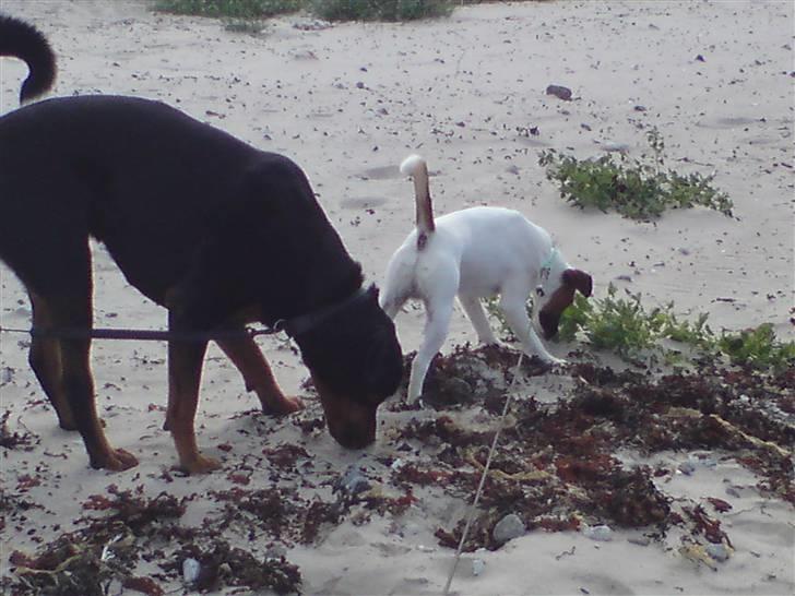 Glathåret foxterrier Rocky - første strandtur billede 10