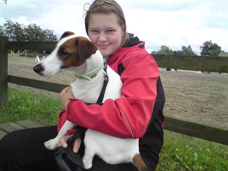 Glathåret foxterrier Rocky - til springstævne med mor(hest) billede 12