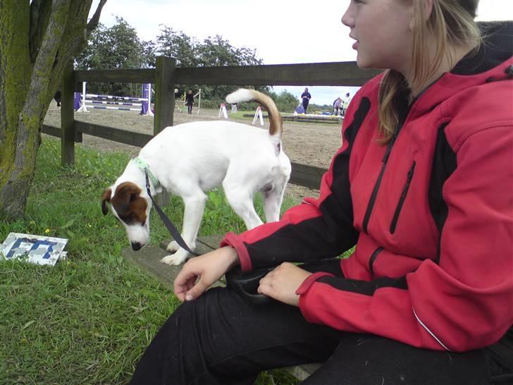 Glathåret foxterrier Rocky billede 13