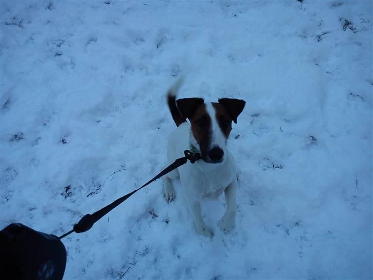 Glathåret foxterrier Rocky - rocky i snen billede 14