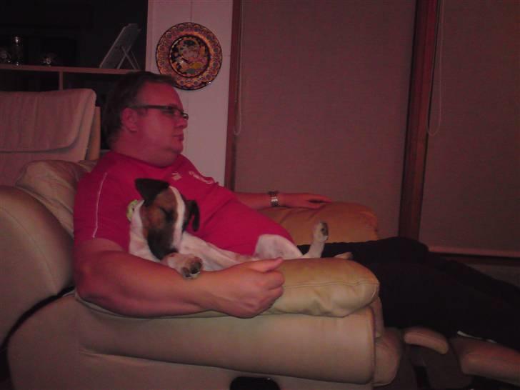 Glathåret foxterrier Rocky - sover ved morfar billede 15