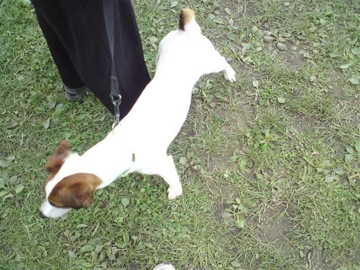 Glathåret foxterrier Rocky billede 16