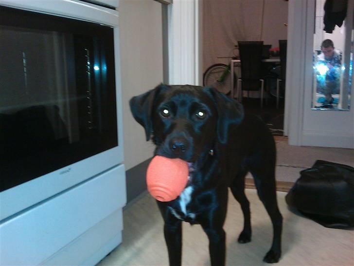 Blanding af racer Laura billede 10