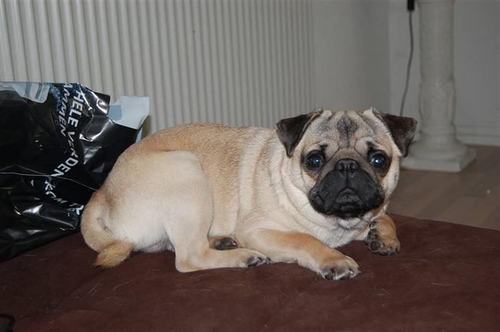 Mops Bobby billede 1