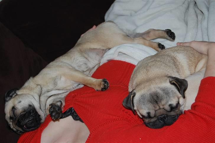 Mops Bobby - Det er mig, Bobby, til højre. Møffe snorker til venstre. billede 2