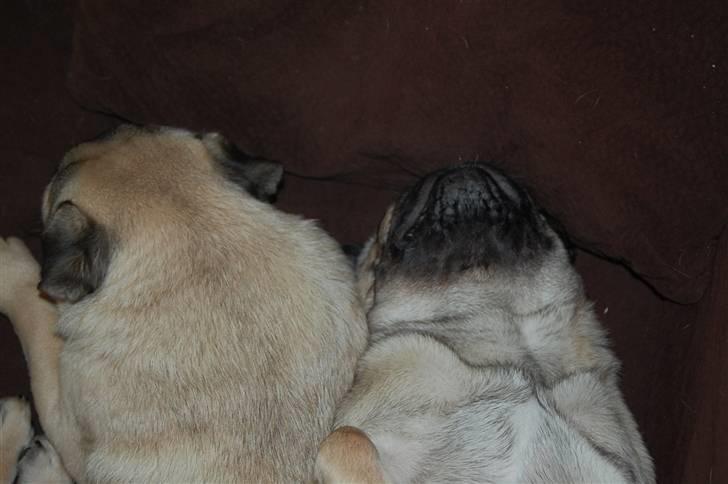 Mops Bobby - Jeg og Møffe. Det er mig til venstre. billede 3