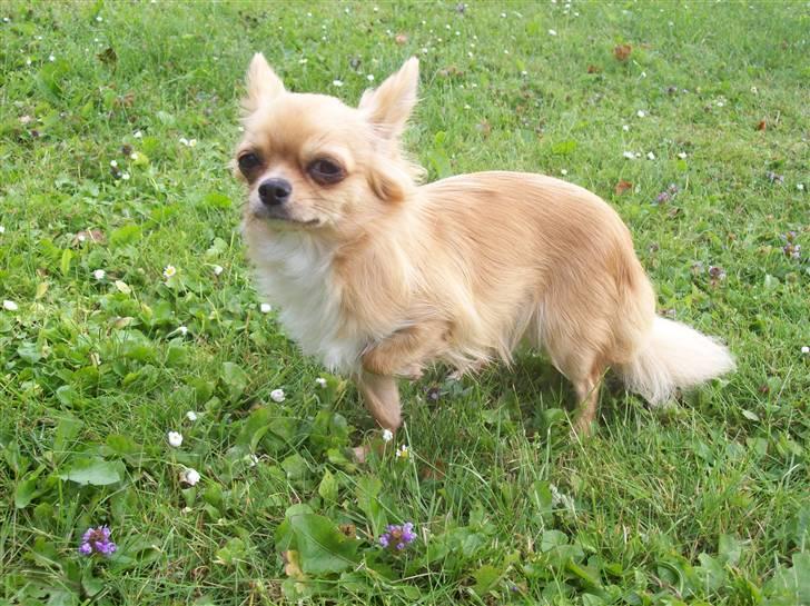 Chihuahua kiki billede 2