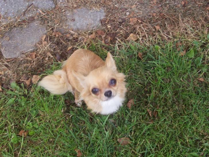 Chihuahua kiki billede 3