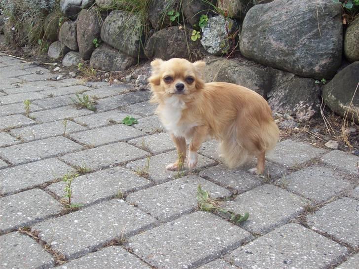 Chihuahua kiki billede 4