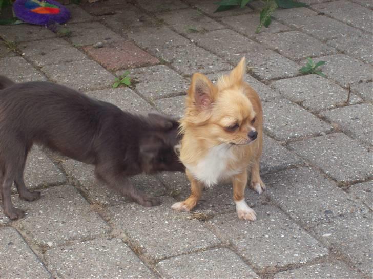 Chihuahua kiki billede 5