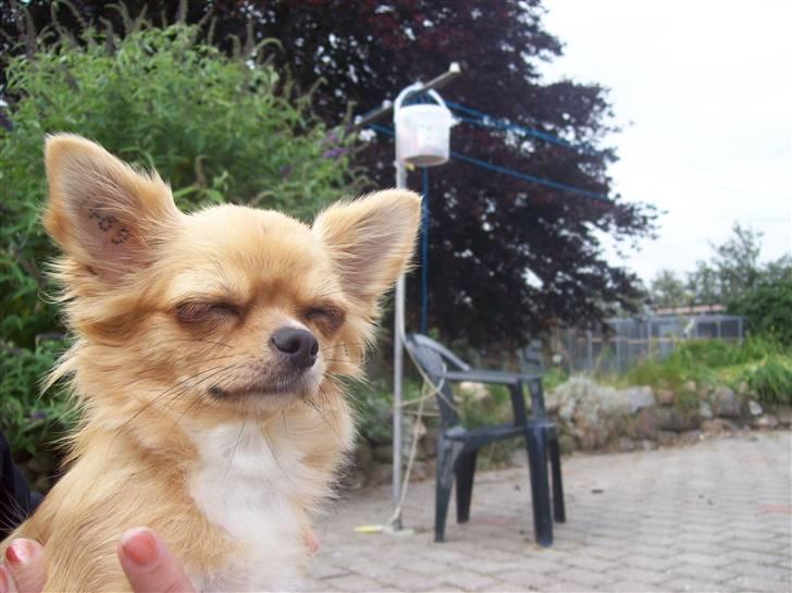 Chihuahua kiki billede 6