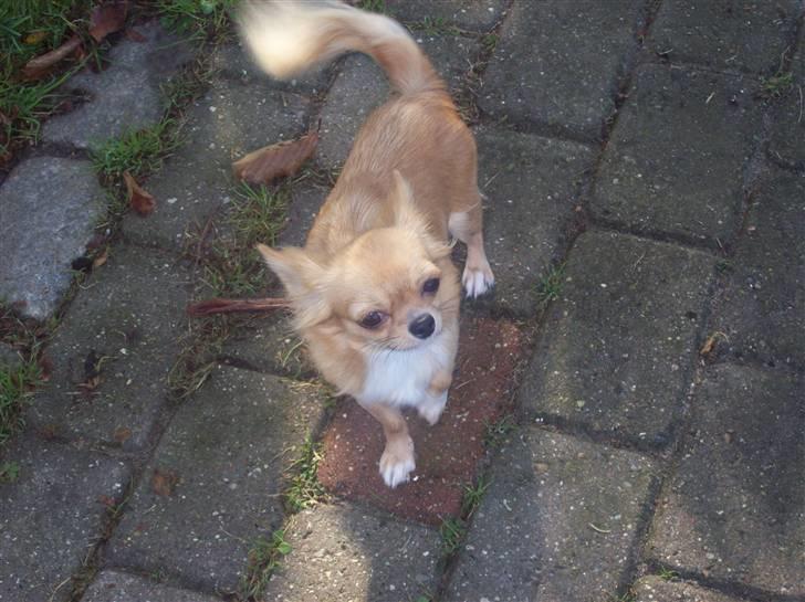 Chihuahua kiki billede 7