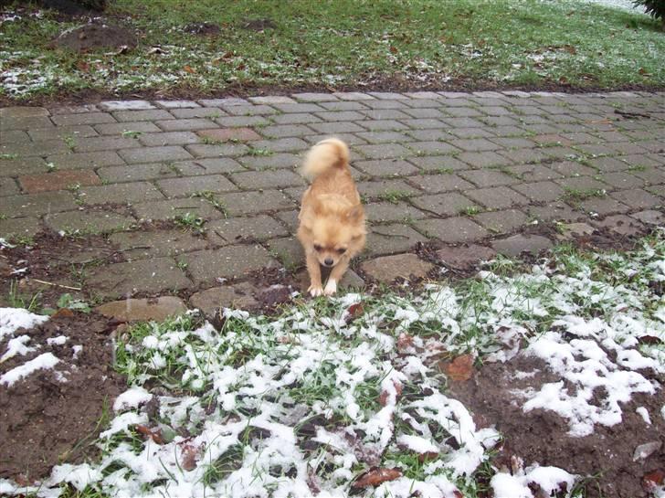 Chihuahua kiki billede 8