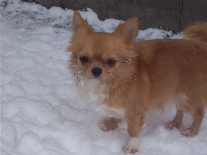 Chihuahua kiki billede 9