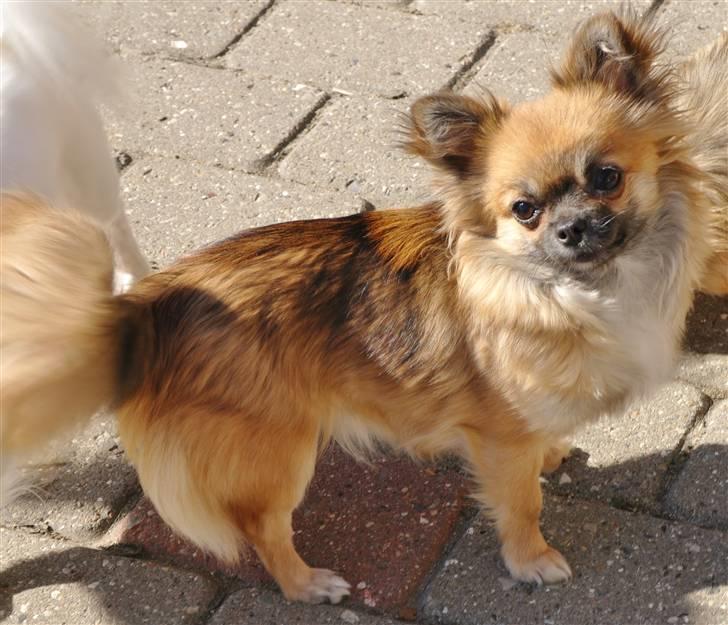 Chihuahua brinda billede 1