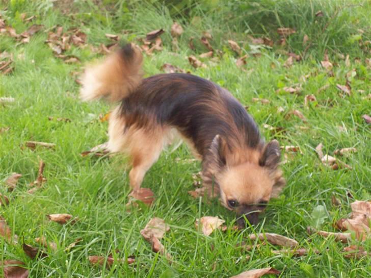 Chihuahua brinda billede 2