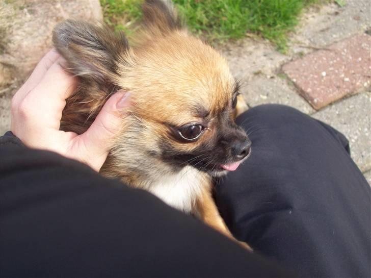 Chihuahua brinda billede 3