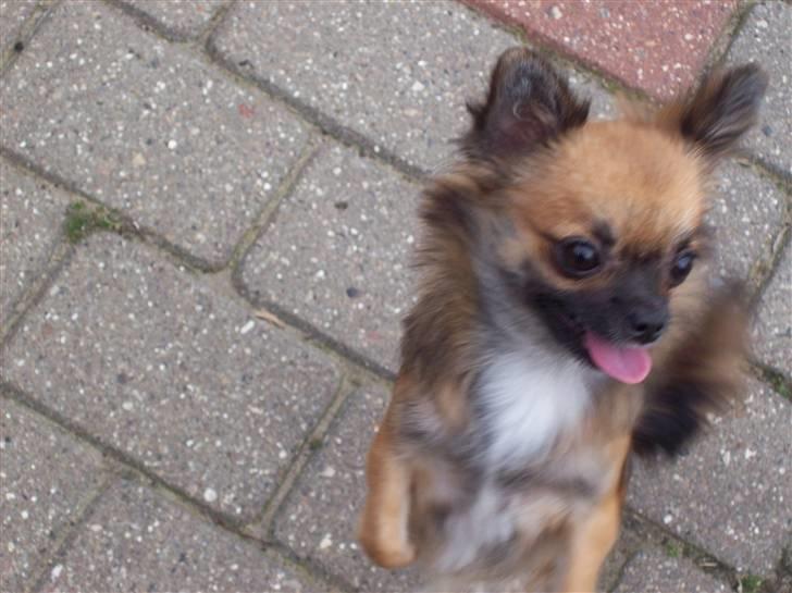 Chihuahua brinda billede 4