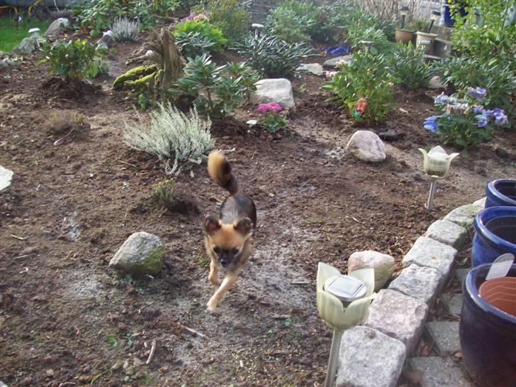 Chihuahua brinda billede 5