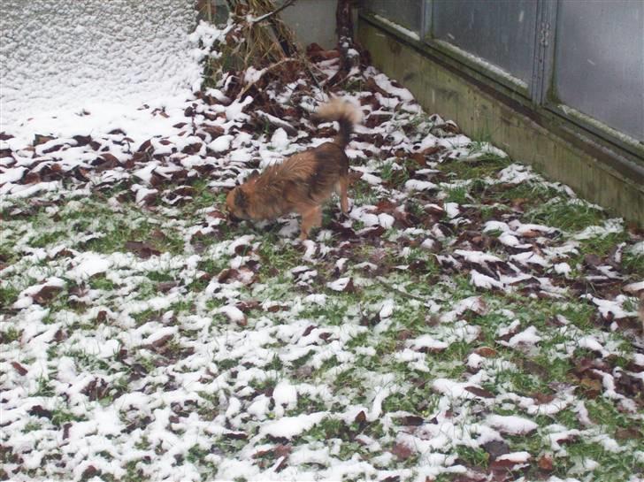 Chihuahua brinda billede 6