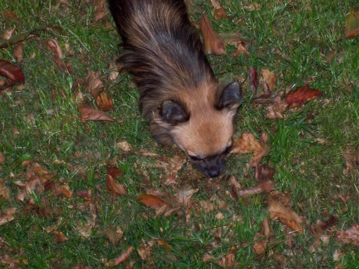 Chihuahua brinda billede 7