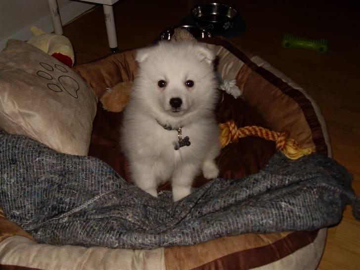 Japansk spids Riki billede 1