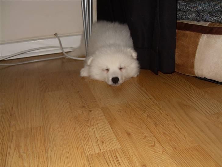 Japansk spids Riki billede 2