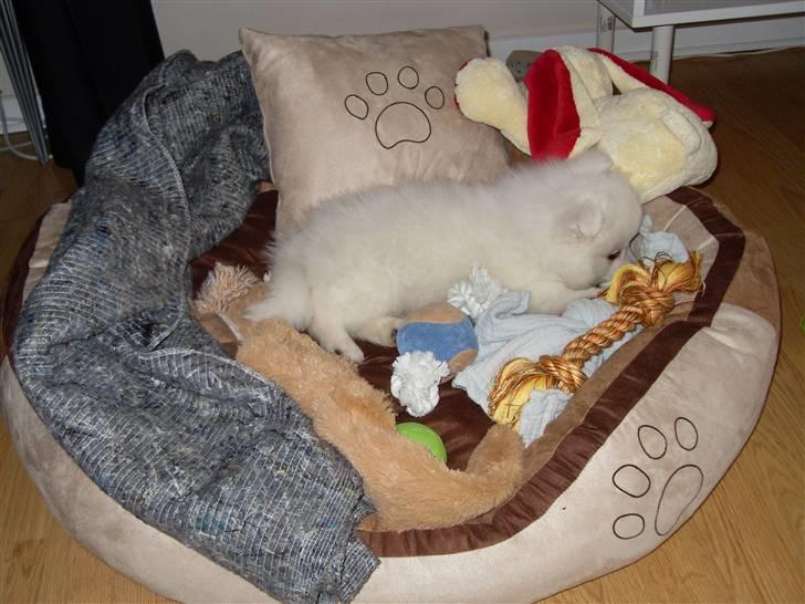 Japansk spids Riki billede 3