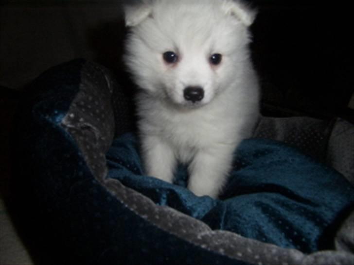 Japansk spids Riki billede 4