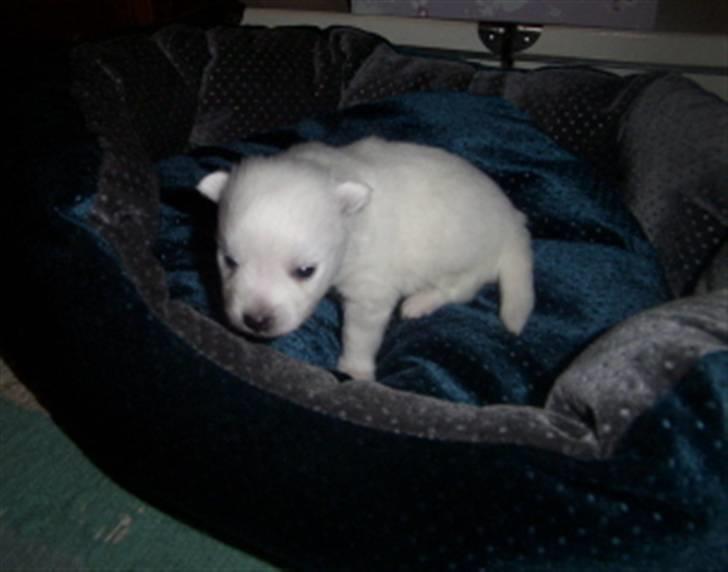 Japansk spids Riki billede 5