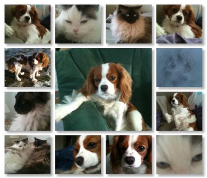 Cavalier king charles spaniel Freja - fotto collage af mine dejlige dyr billede 15