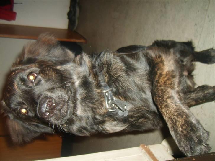 Blanding af racer Lady GaGa - - Giver gerne poten :)<3 billede 9