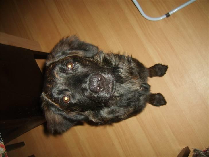 Blanding af racer Lady GaGa - - hva´ laver i mennesker nu? (:  billede 10