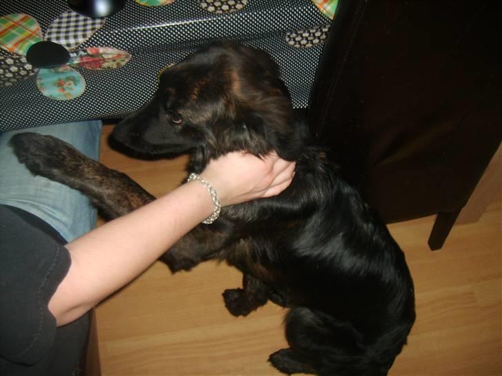 Blanding af racer Lady GaGa - - altid godt at være hos far :)  billede 11