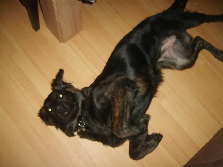 Blanding af racer Lady GaGa - - arh dejligt at ligge & slappe af :)  billede 12