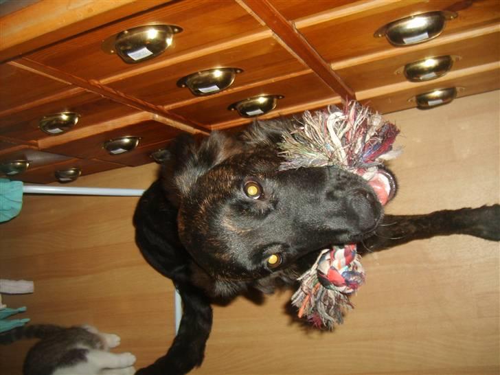 Blanding af racer Lady GaGa - - lege? (:  billede 13