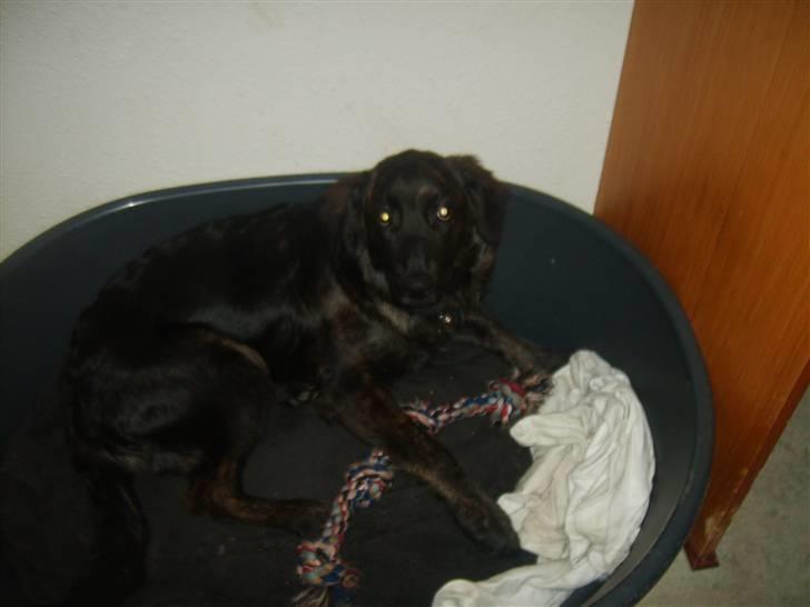 Blanding af racer Lady GaGa - - Slapper lige af :)  billede 14