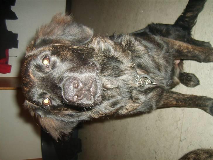 Blanding af racer Lady GaGa - - Fotogen? <3 billede 15