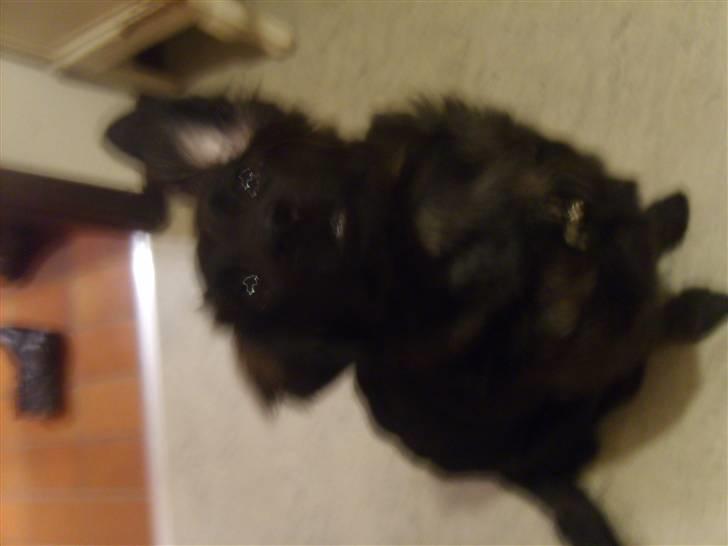 Blanding af racer Lady GaGa - - Jeg lytter efter tyve (:  billede 16