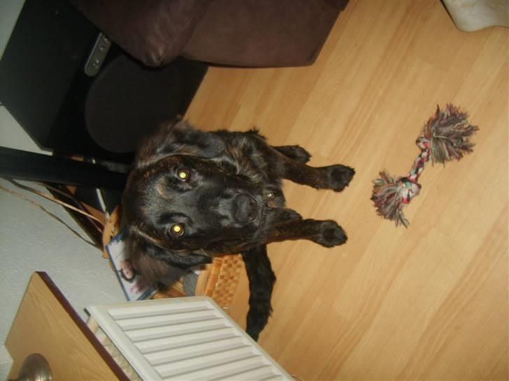 Blanding af racer Lady GaGa - - iih det hårdt at lege så meget :)  billede 17