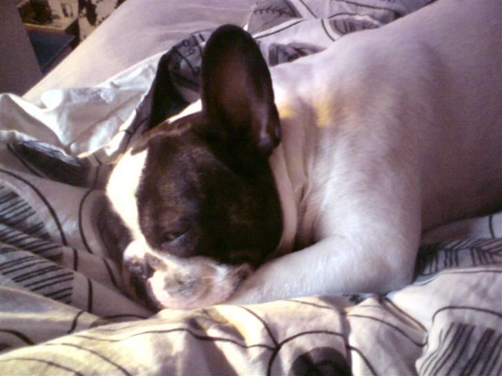 Fransk bulldog Brutalis - - En ægte puttetrold<3 billede 1