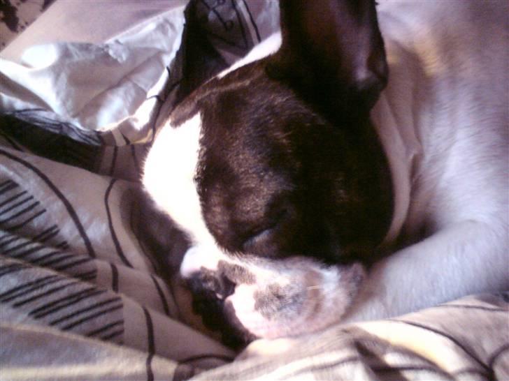 Fransk bulldog Brutalis - - En ægte puttetrold<3 billede 2