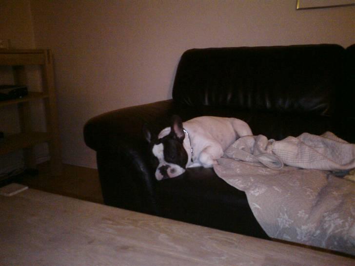 Fransk bulldog Brutalis - - En ægte puttetrold<3 billede 3