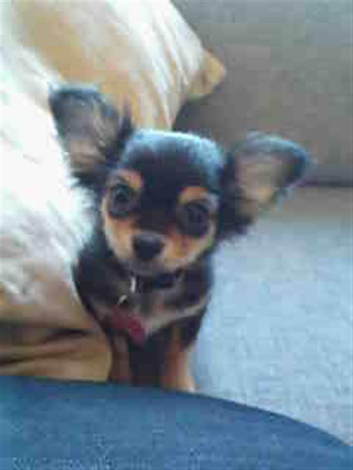 Chihuahua amy von mandaley billede 2
