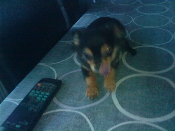 Chihuahua amy von mandaley billede 3